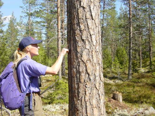 Bear Research Excursion