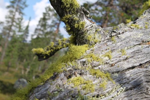 Koppången Reserve